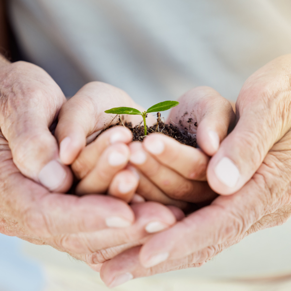handen van twee generaties en een plantje